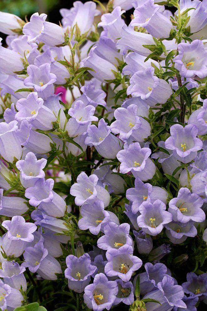 Secret Meadow Wildflower Ensemble